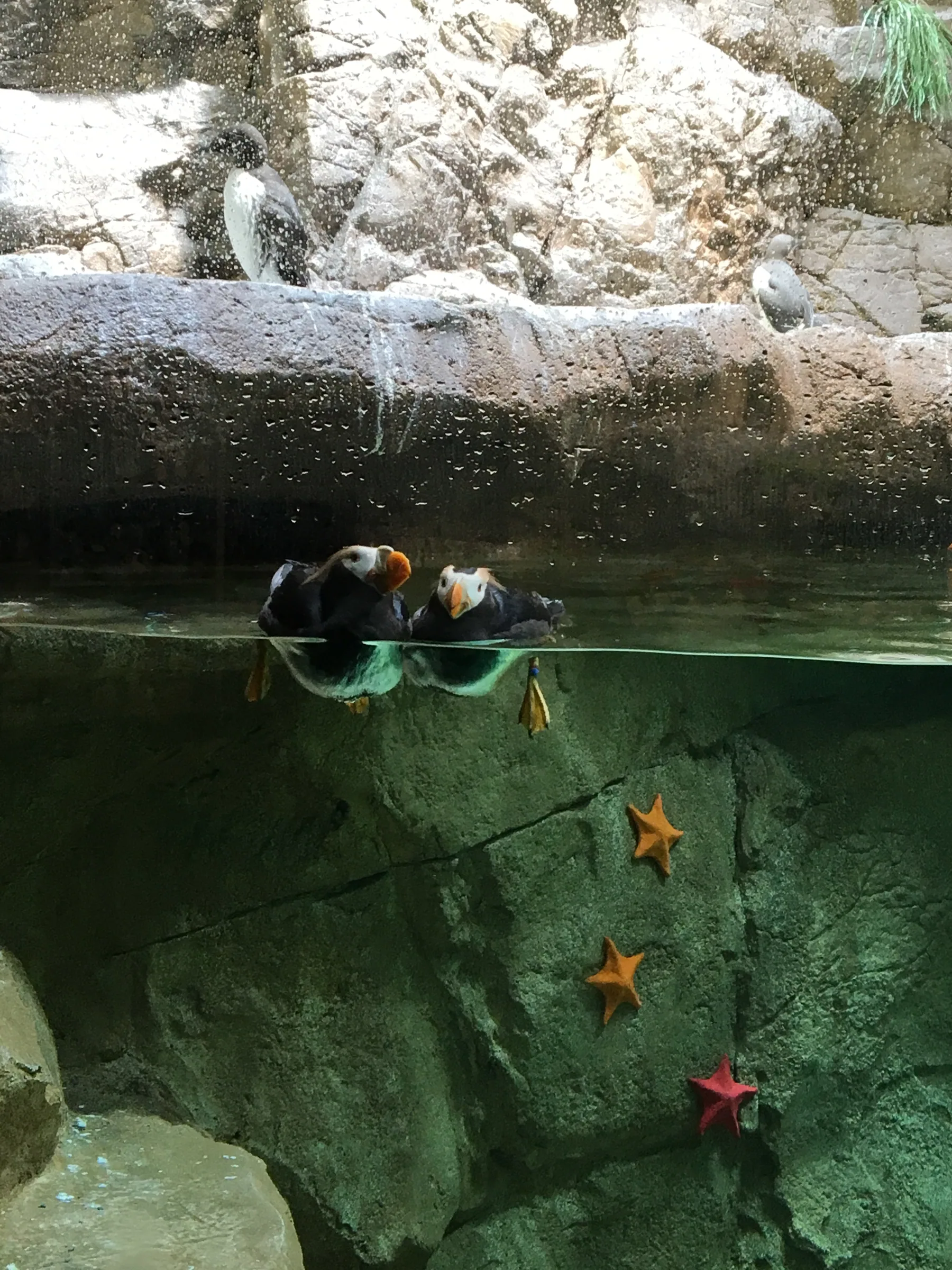 圣地亚哥海洋世界动物展区里的海鸟