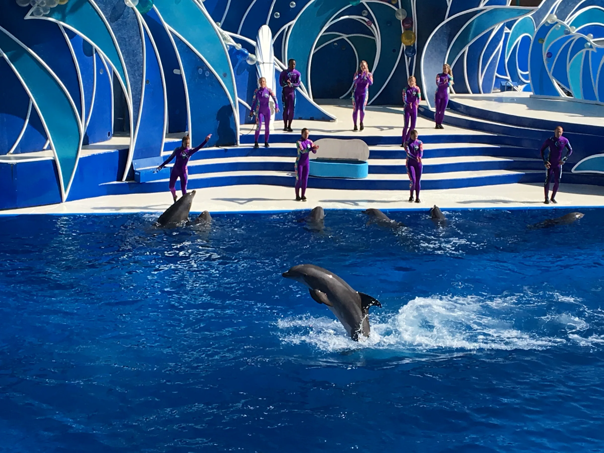 海豚在表演池中腾空