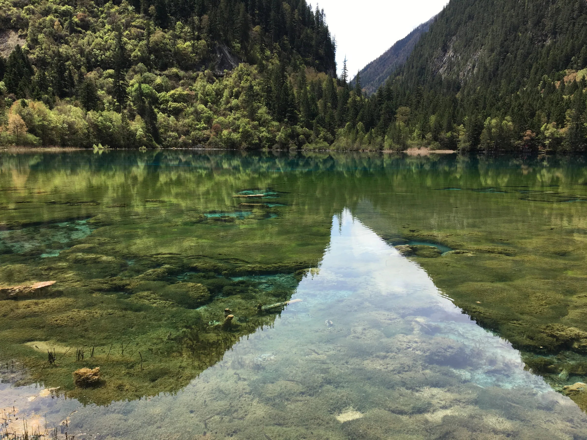 九寨沟湛蓝的湖面与树影