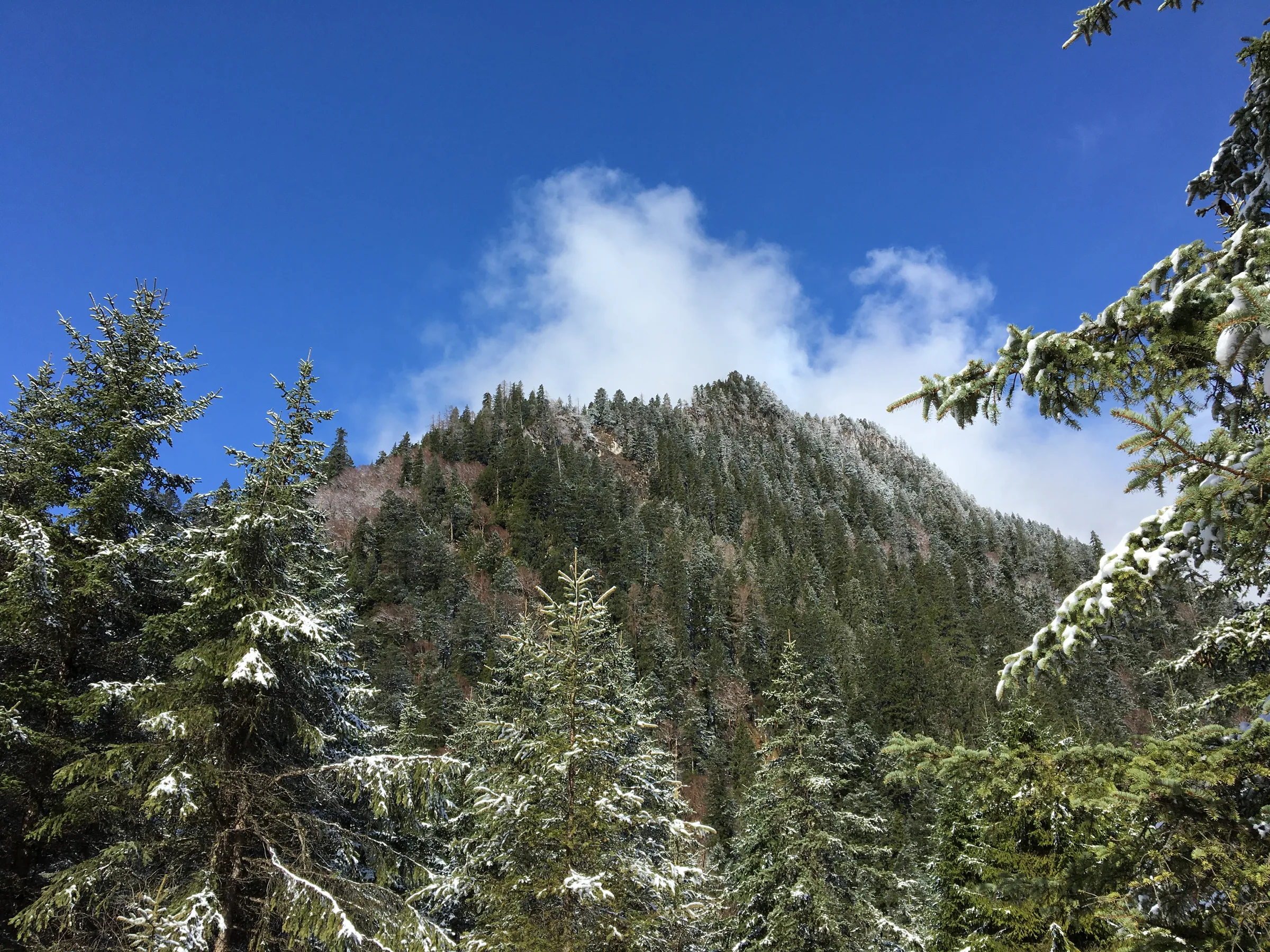九寨沟雪后的森林与山峰