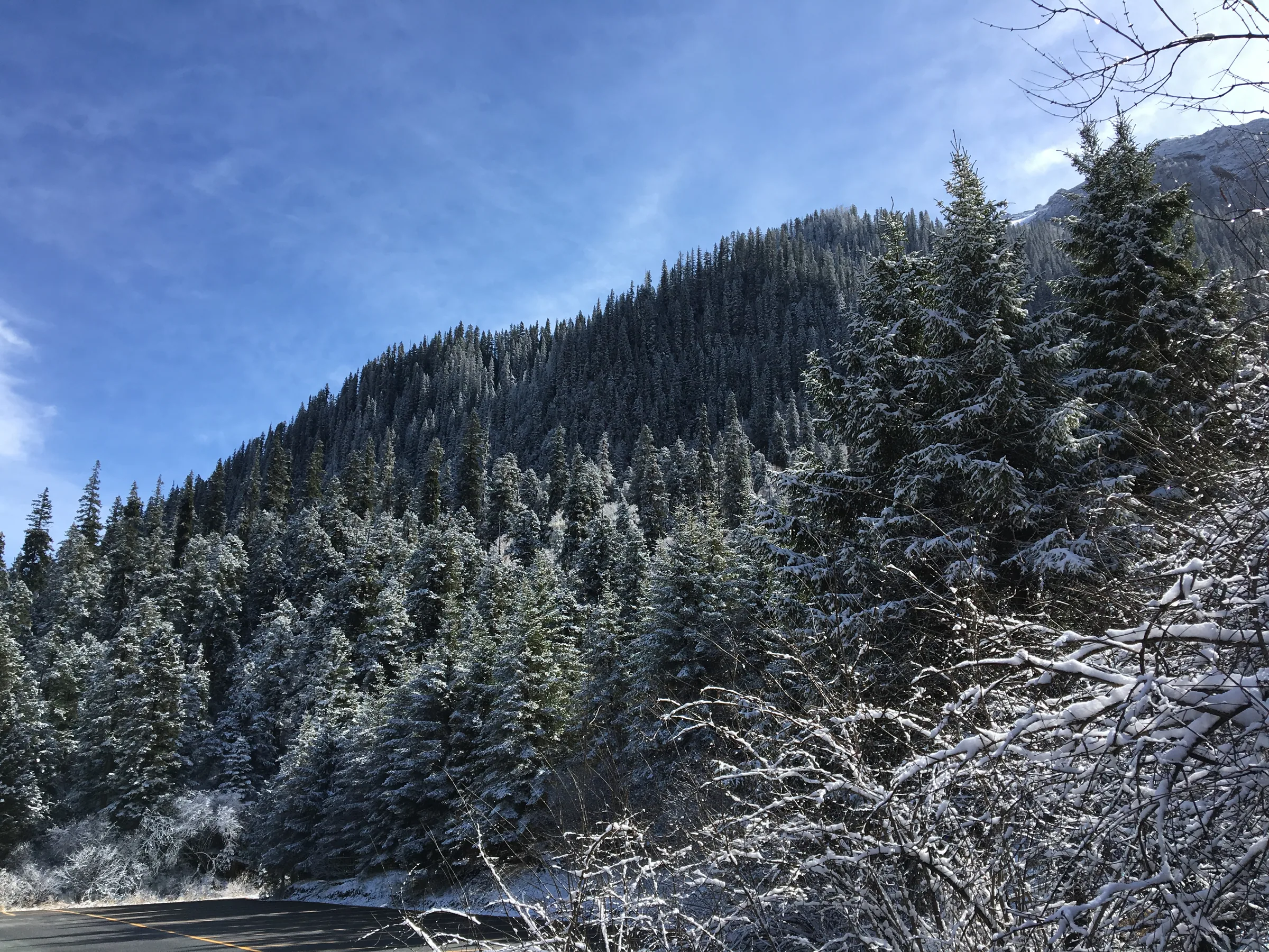 九寨沟积雪覆盖的树枝