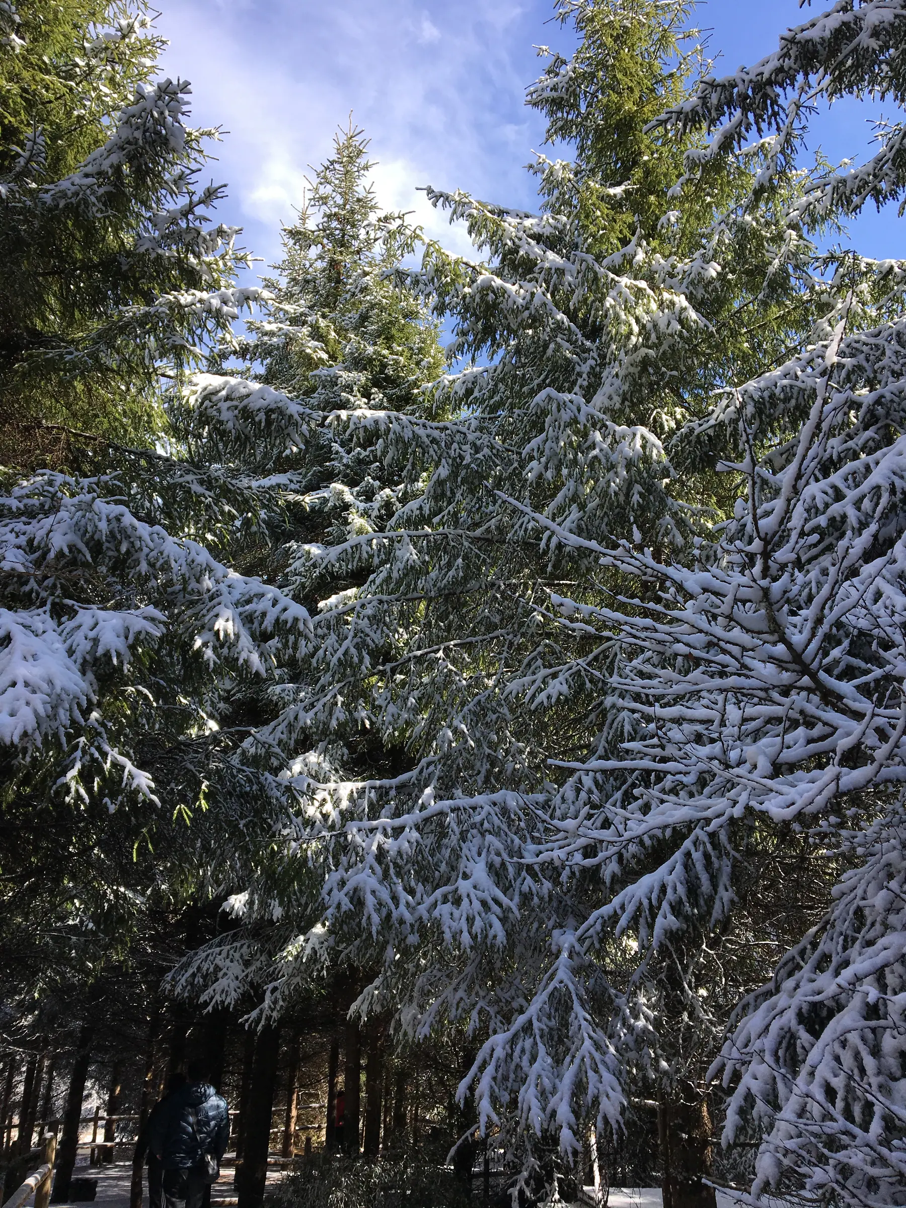 九寨沟云雾间的雪山森林