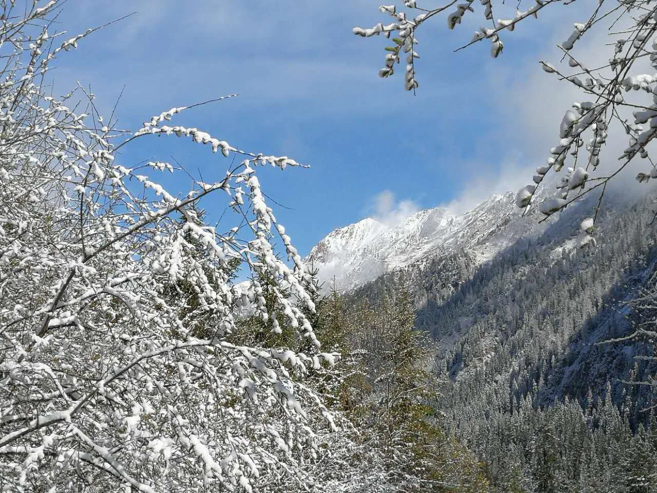九寨沟雪压枝头的山林