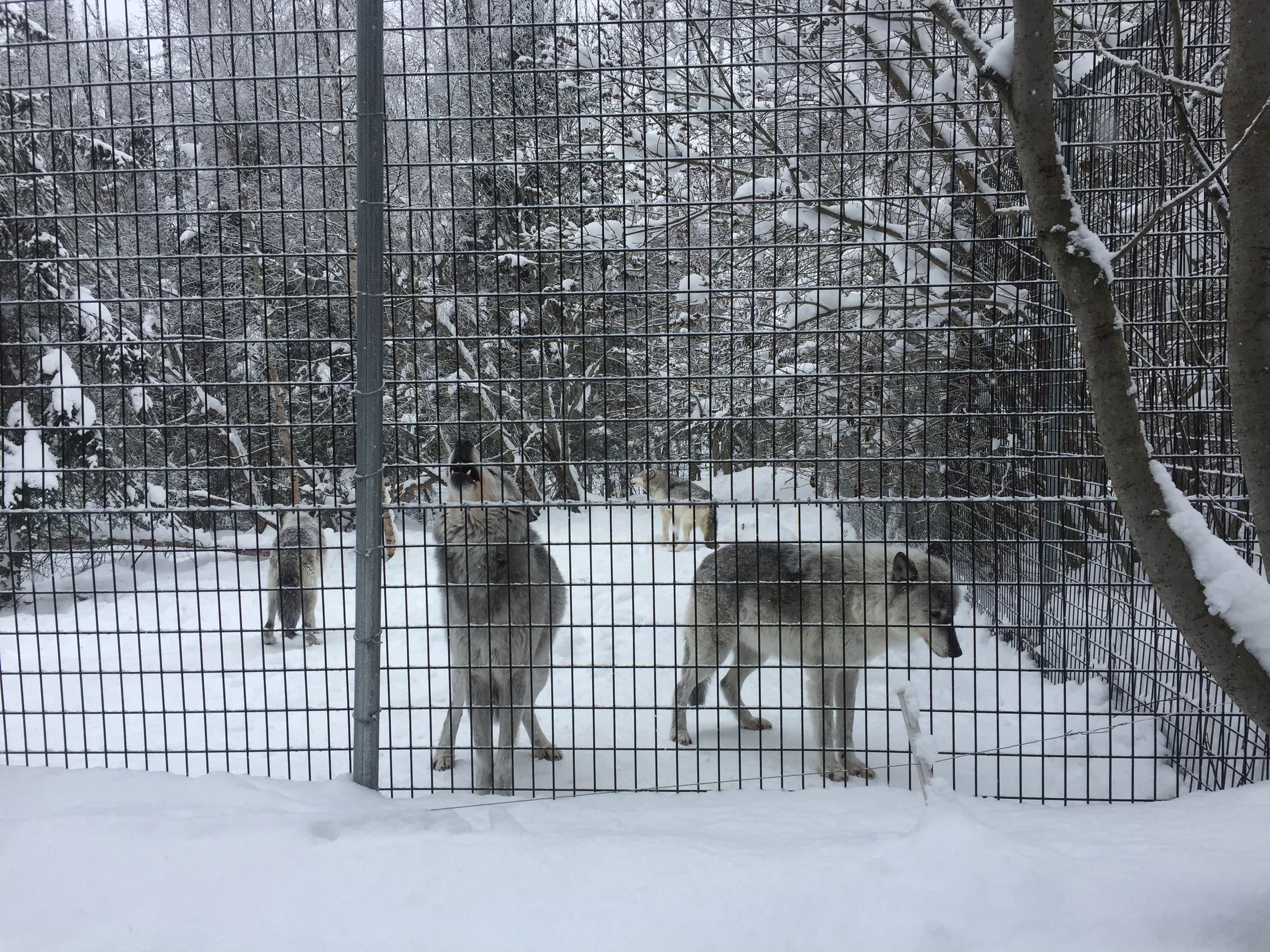 阿拉斯加动物园雪地围栏内的狼群