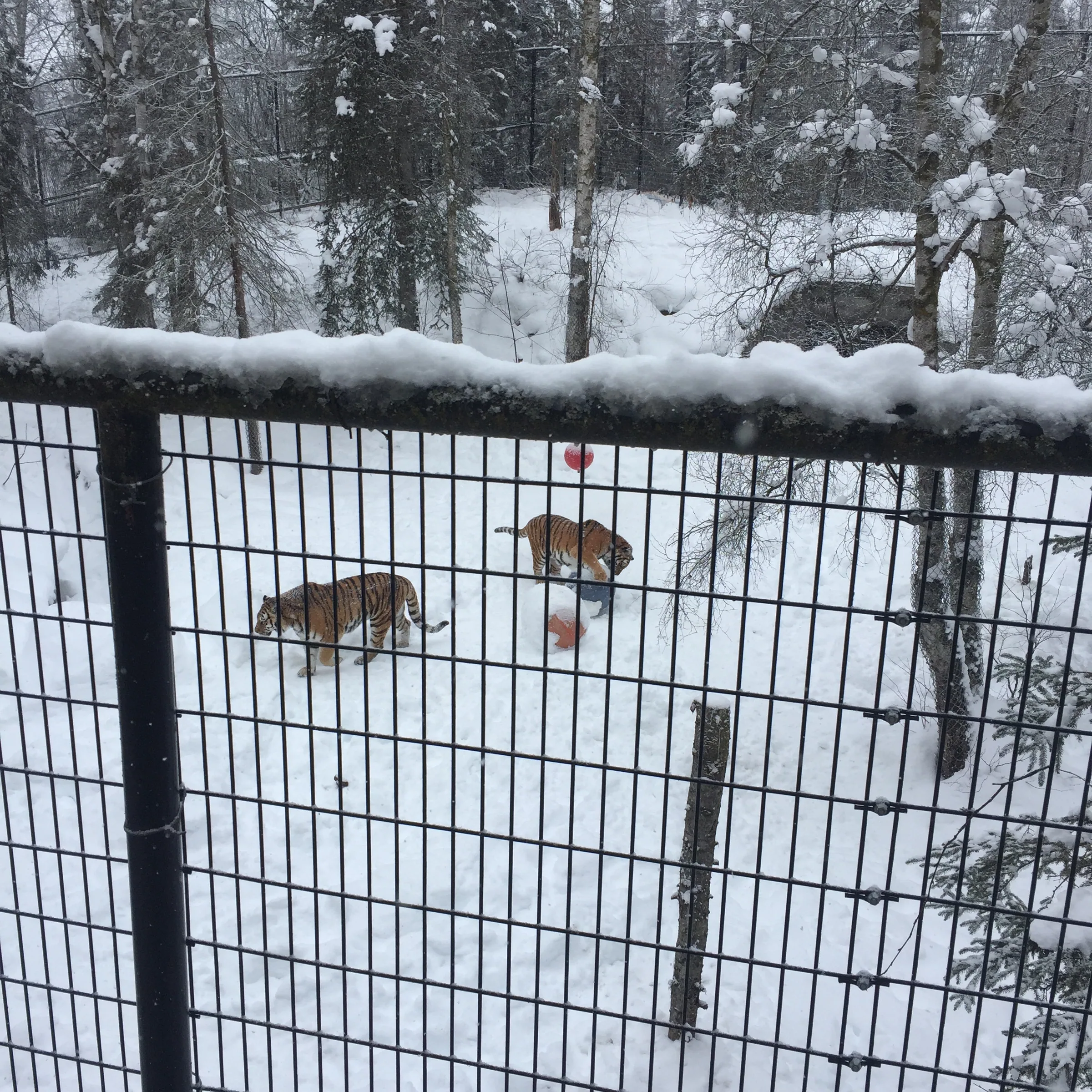 两只在雪地中活动的西伯利亚虎