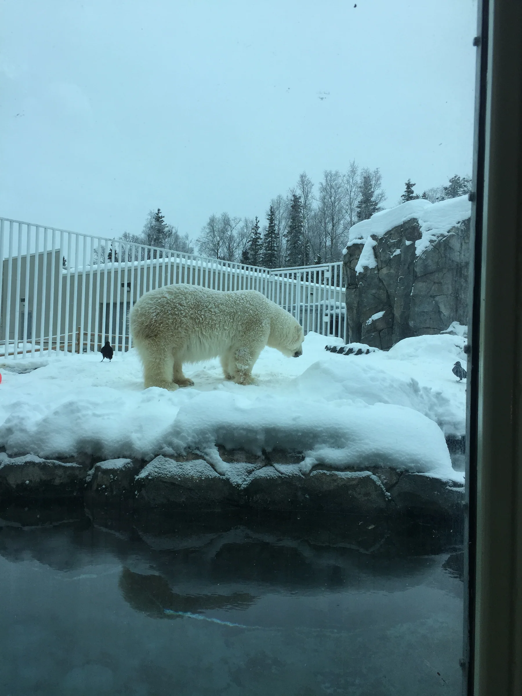 站在积雪岩台上的北极熊
