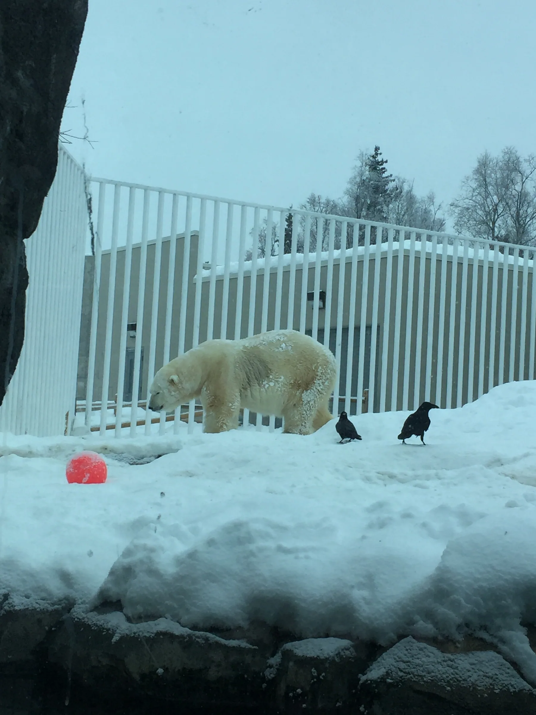 北极熊在雪地中走动，旁边停着两只黑色的鸟