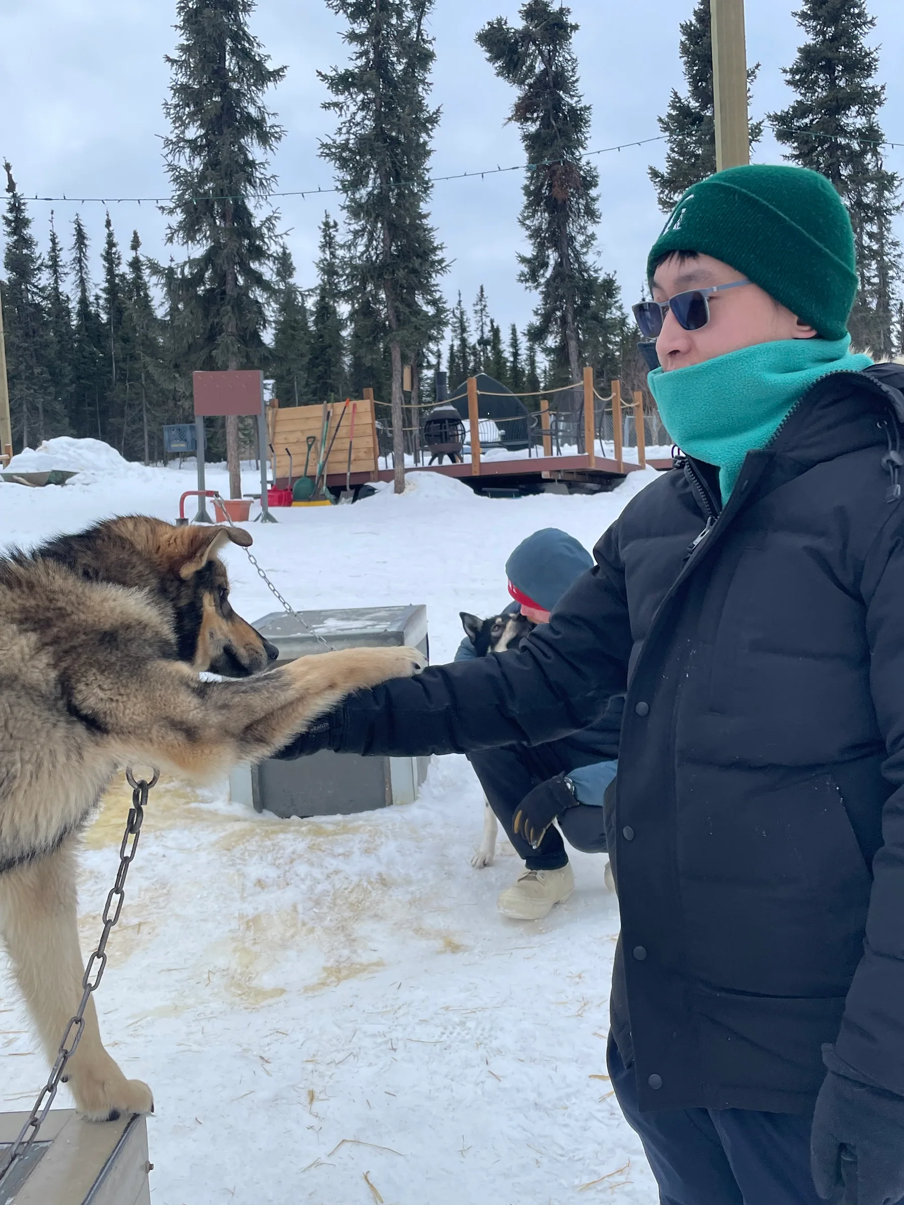 在露天犬舍与雪橇犬互动