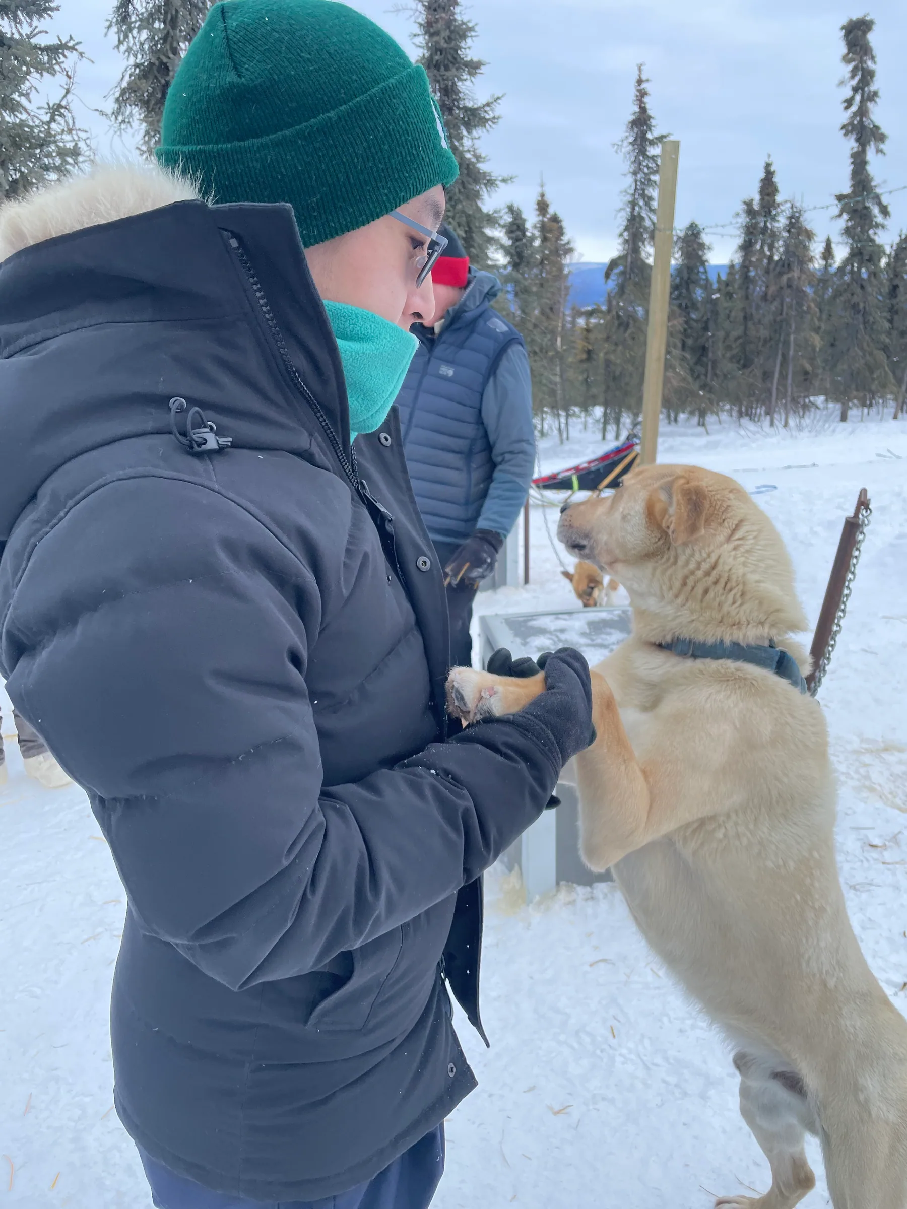 伸手抚摸站起的雪橇犬