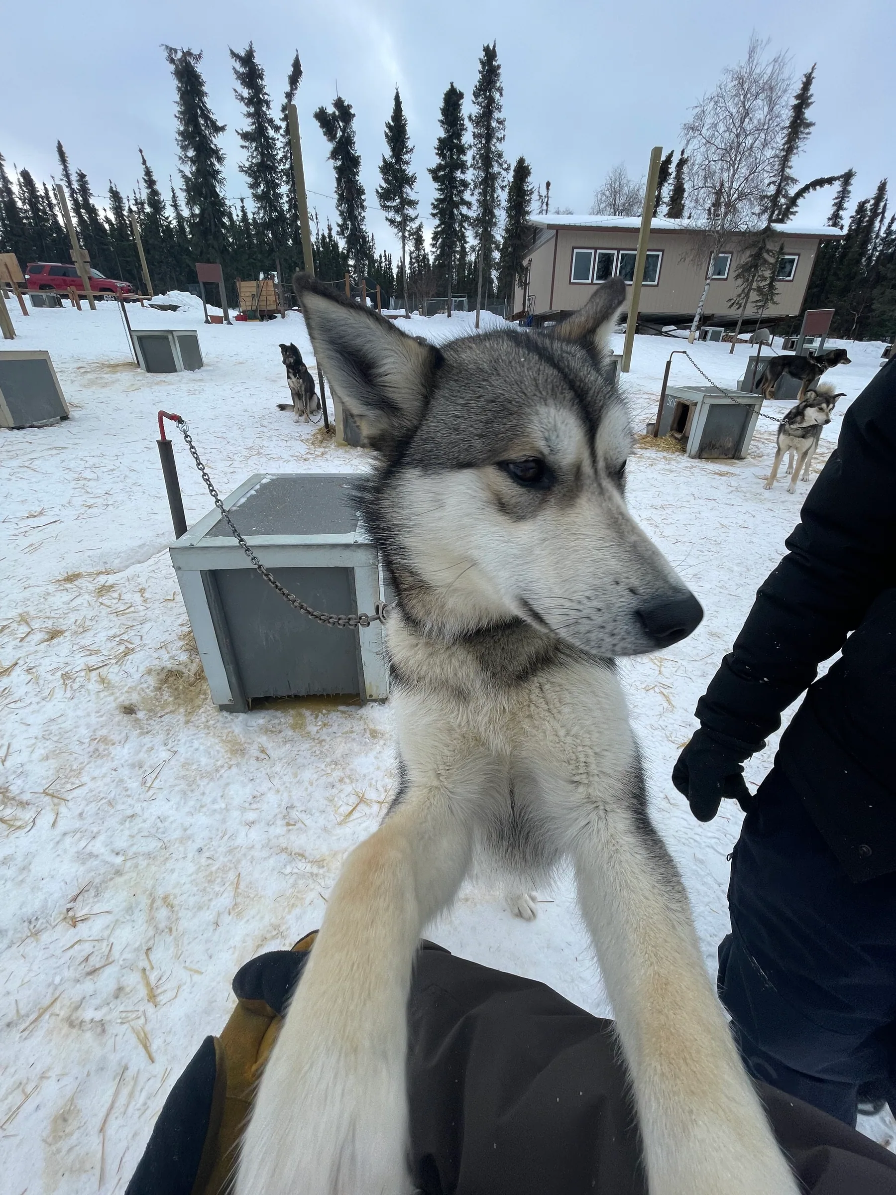 近距离看雪橇犬