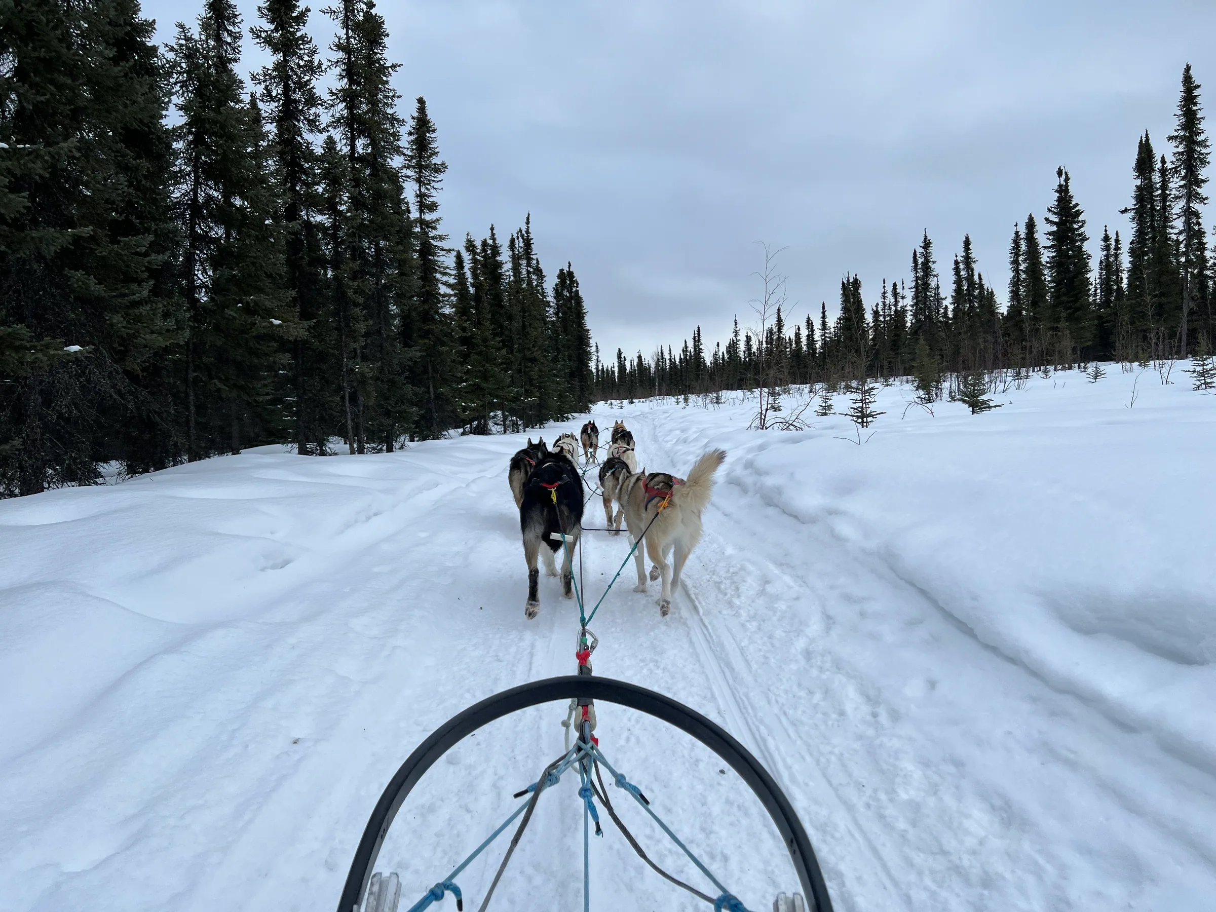 从雪橇上望向前方奔跑的犬队与雪道