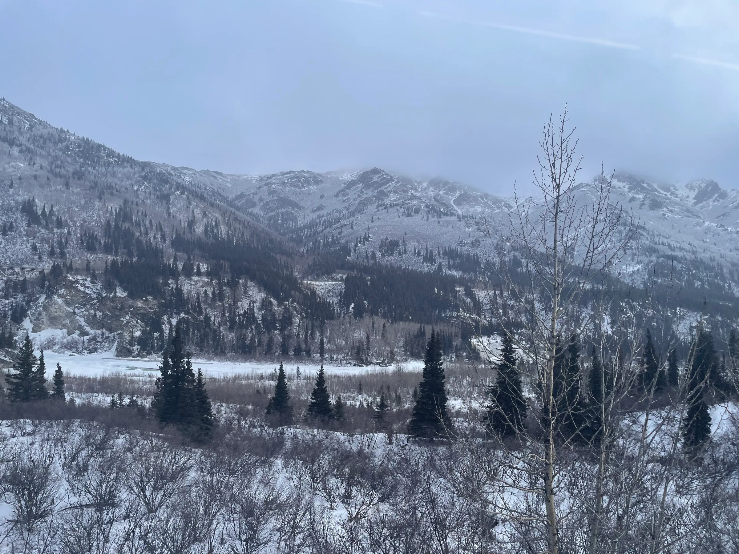 针叶林后连绵的雪山
