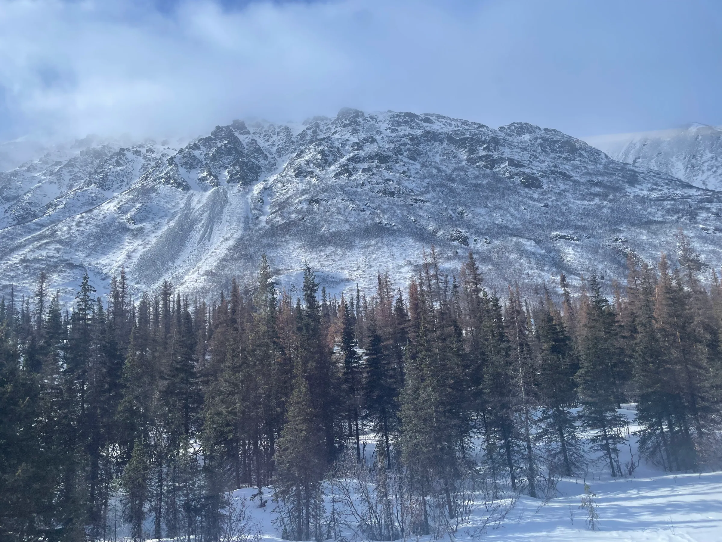 积雪覆盖的山体与林木