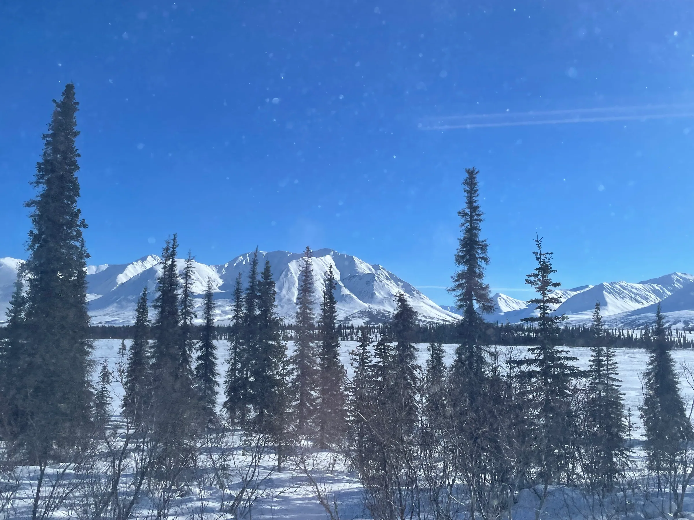 蓝天下的雪山与针叶树
