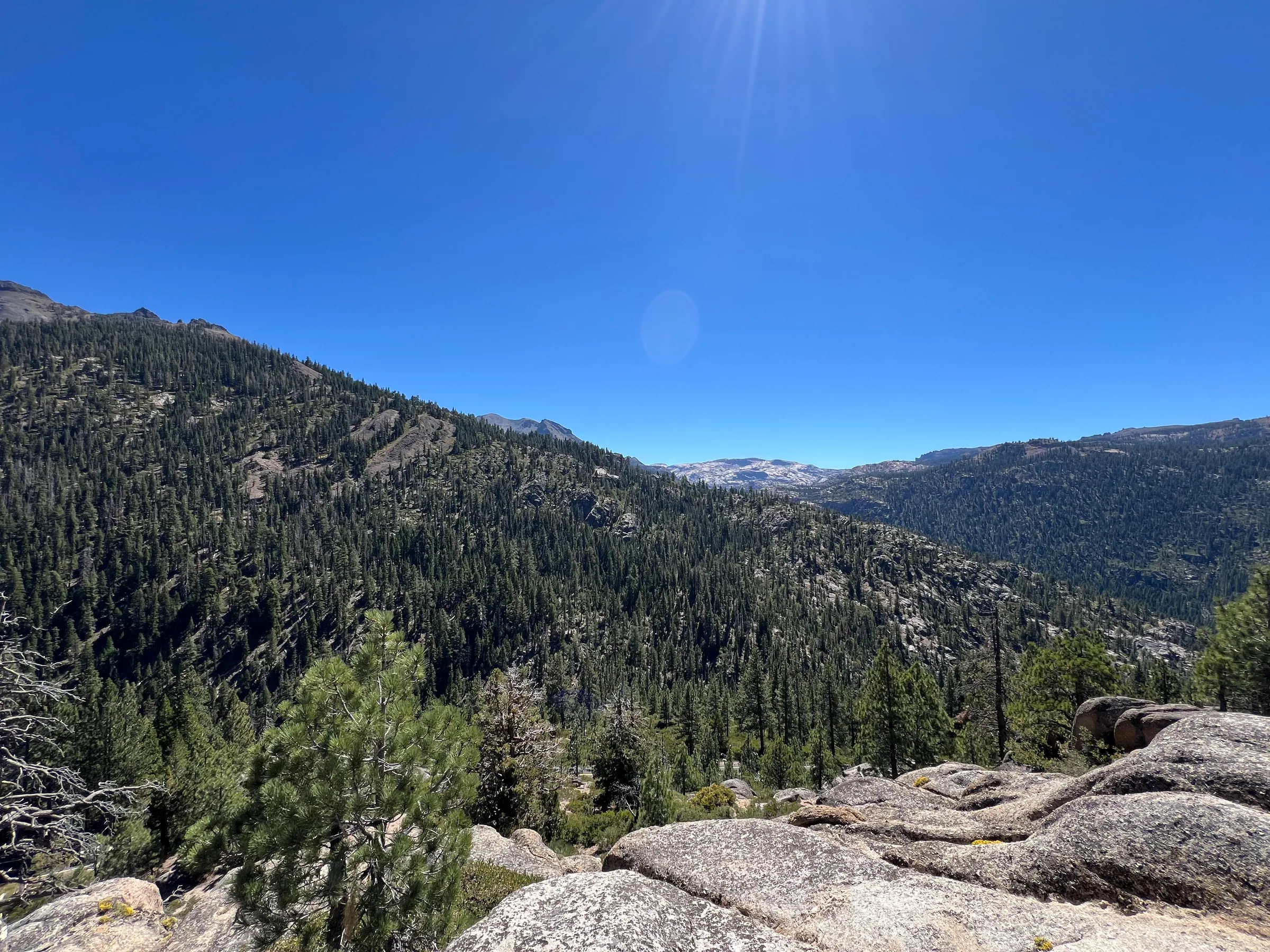 Sonora Pass 两侧的森林与山地