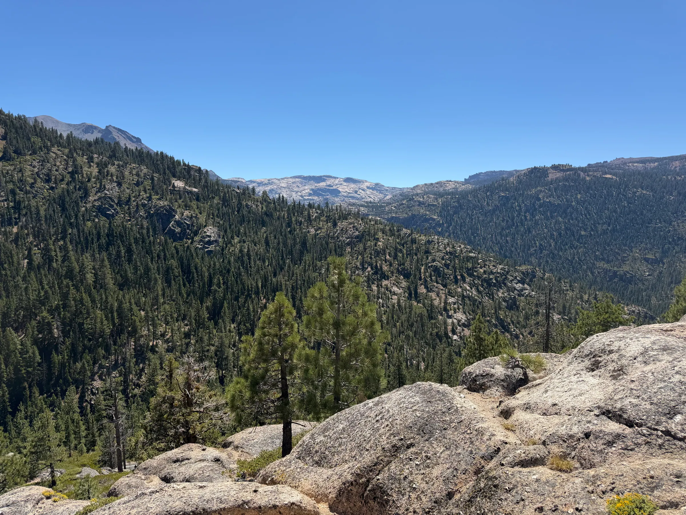 公路两旁延伸的 Sonora Pass 森林