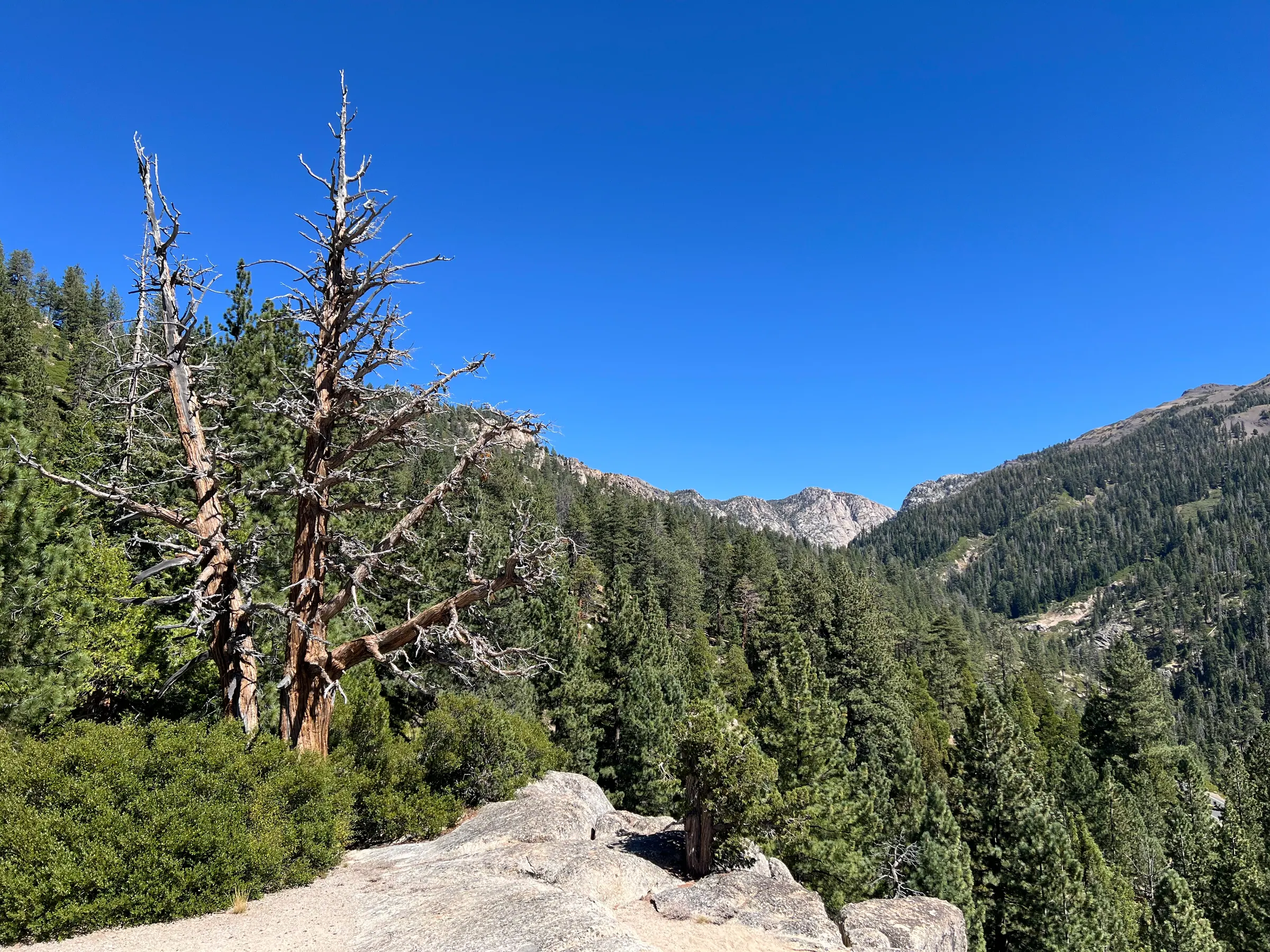 穿行 Sonora Pass 山林的公路
